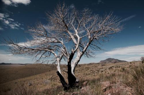 Lightning Tree - Davis Mountains SP